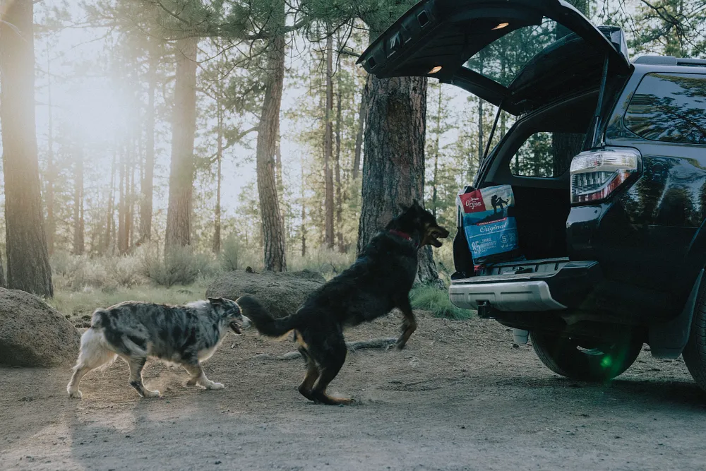 How to Travel With Your Dog: Experts Share Their Tips
